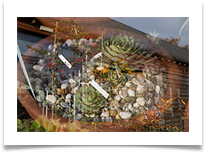 PlantingTime - Jackie Tucker